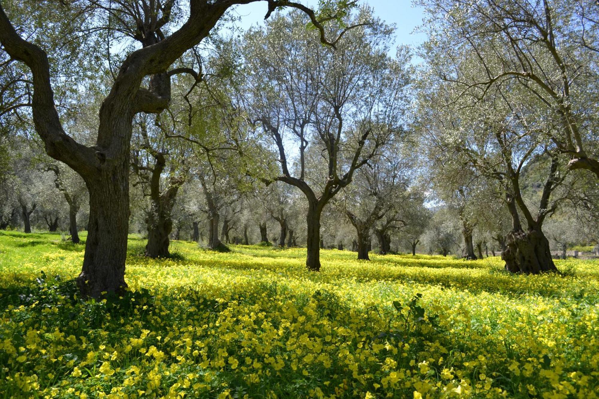 Agriturismo Malena Amica Εξωτερικό φωτογραφία